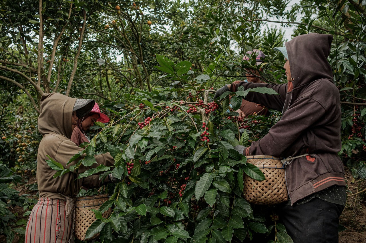 History of Coffee in Indonesia – Fuel Specialty Coffee